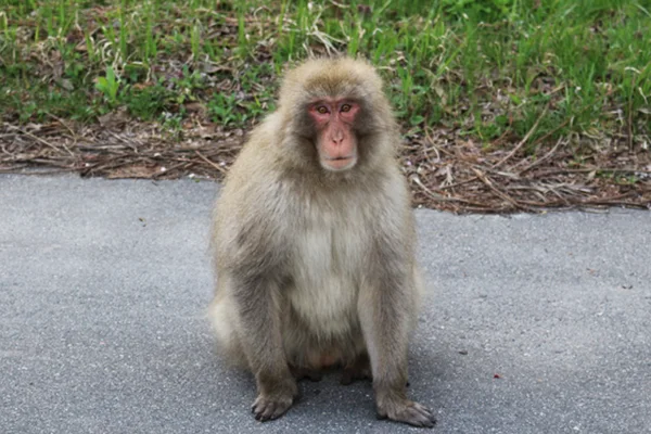 害虫・獣の温床に